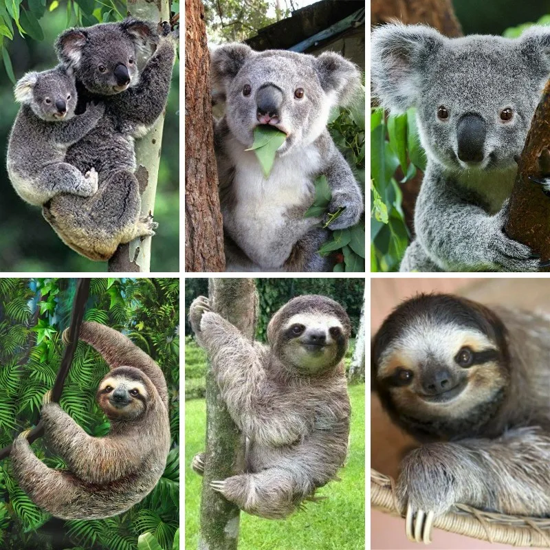 Embroidery Australia - 5D Diamond Painting Sloth Koala Australia